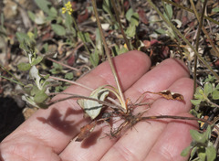 Eriogonum marifolium