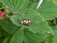 Alagoasa bipunctata perennis