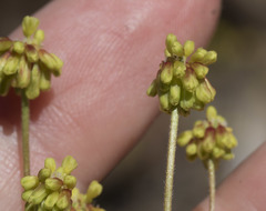 Eriogonum marifolium