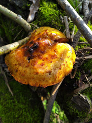 Pholiota cerifera