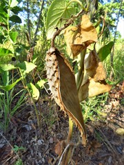 Matelea hirtelliflora