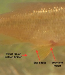 Lernaea