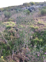 Podalyria cuneifolia