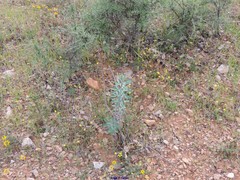 Euphorbia nicaeensis