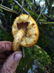 Pholiota cerifera