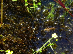 Sarmentypnum exannulatum