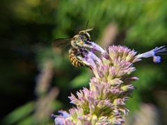 Anthidium manicatum