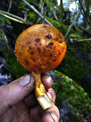 Pholiota cerifera
