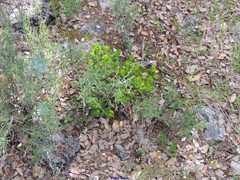 Arctostaphylos uva-ursi