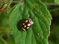 Alagoasa bipunctata perennis