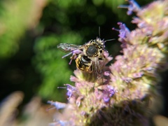 Anthidium manicatum