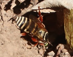 Triepeolus subnitens