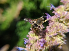 Anthidium manicatum