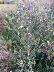 Podalyria cuneifolia