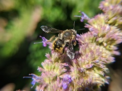Anthidium manicatum