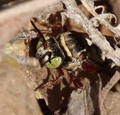 Triepeolus subnitens