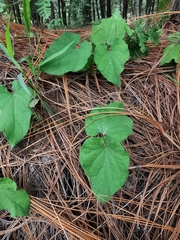 Dictyanthus sepicola