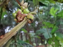 Dictyanthus sepicola