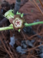 Dictyanthus sepicola