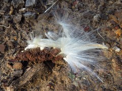Matelea hirtelliflora