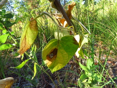 Matelea hirtelliflora