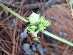 Dictyanthus sepicola
