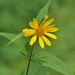 Woodland Sunflower - Photo (c) Mark Kluge, some rights reserved (CC BY-NC-ND), uploaded by Mark Kluge