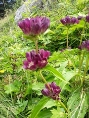 Gentiana pannonica