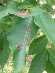 Gnomonia caryae