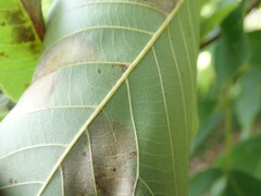 Gnomonia caryae