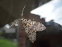 Eucereon myrina