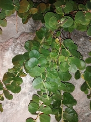 Capparis orientalis