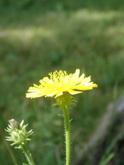 Picris hieracioides hieracioides