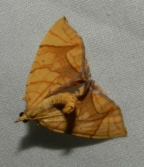 Eulithis