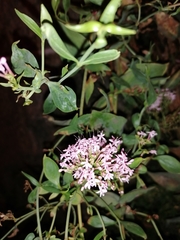 Centranthus ruber