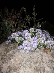 Campanula versicolor tenorei