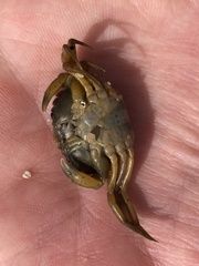 Carcinus maenas