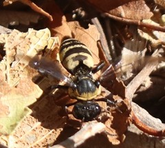 Triepeolus concavus