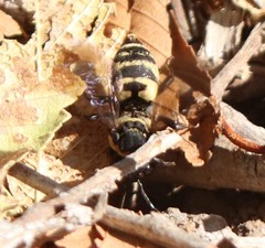 Triepeolus concavus