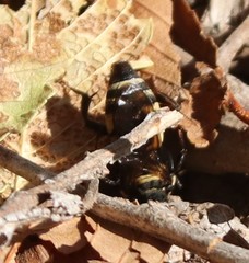 Triepeolus concavus