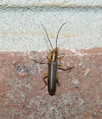 Nacerdes lateralis