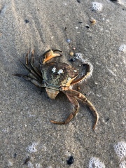 Carcinus maenas