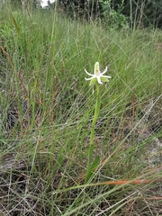 Habenaria trifida
