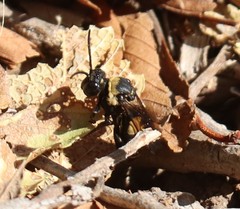 Triepeolus concavus