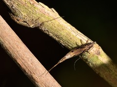 Nesomachilis