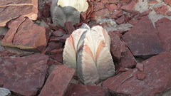 Astrophytum coahuilense