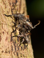 Hybolasius crista