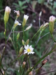 Symphyotrichum expansum