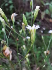 Symphyotrichum expansum