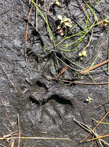 North American Mountain Lion photographed in Florida
